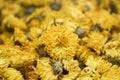 Close up of Yellow dandelion covered in full screen