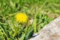 Close-up of a yellow dandelion flower on a blurred background of green grass on a sunny spring day. Blooming meadow flowers in Royalty Free Stock Photo