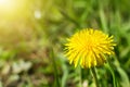 Close-up of a yellow dandelion flower on a blurred background of green grass on a sunny spring day. Blooming meadow flowers in Royalty Free Stock Photo