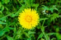 Close up of yellow dandelion flower Royalty Free Stock Photo