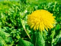 Close up of yellow dandelion flower with green leaves on spring sunny day as natural background with copy space, mobile Royalty Free Stock Photo