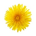 Close-up of yellow dandelion flower isolated on white background