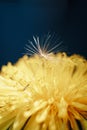Close up of a yellow dandelion flower with white fluff Royalty Free Stock Photo