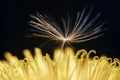 Close up of a yellow dandelion flower with white fluff Royalty Free Stock Photo