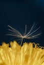 Close up of a yellow dandelion flower with white fluff Royalty Free Stock Photo