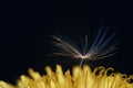 Close up of a yellow dandelion flower with white fluff Royalty Free Stock Photo