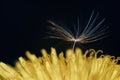 Close up of a yellow dandelion flower with white fluff Royalty Free Stock Photo