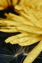 Close up of a yellow dandelion flower with white fluff and dew drops Royalty Free Stock Photo