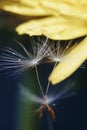 Close up of a yellow dandelion flower with white fluff and dew drops Royalty Free Stock Photo