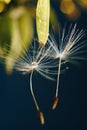 Close up of a yellow dandelion flower with white fluff and dew drops Royalty Free Stock Photo