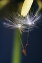 Close up of a yellow dandelion flower with white fluff and dew drops Royalty Free Stock Photo