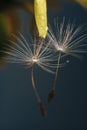 Close up of a yellow dandelion flower with white fluff and dew drops Royalty Free Stock Photo