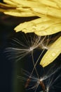 Close up of a yellow dandelion flower with white fluff and dew drops Royalty Free Stock Photo