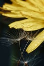 Close up of a yellow dandelion flower with white fluff and dew drops Royalty Free Stock Photo