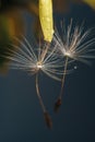 Close up of a yellow dandelion flower with white fluff and dew drops Royalty Free Stock Photo