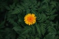 Close up Yellow dandelion grow in the grass green meadow, spring, summer. Selective focus Royalty Free Stock Photo