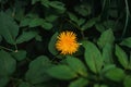 Close up Yellow dandelion grow in the grass green meadow, spring, summer. Selective focus Royalty Free Stock Photo