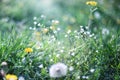 Close up of yellow dandelions field