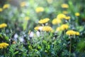 Close up of yellow dandelions field