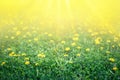 Close up of yellow dandelions field