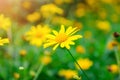 Yellow Dasie flower with green leaf background