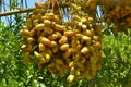 Close-up with yellow dates, sweet berries growing on a palm tree