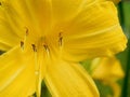 Close-up of a yellow day-lily Royalty Free Stock Photo