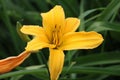 Close up of yellow daylily