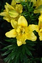 A close up of yellow double lily of the `Fata Morgana` variety (Asiatic hybrid lily) Royalty Free Stock Photo