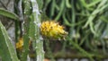 Close up yellow dragon fruits or pitaya or pitahaya fruit hanging on tree