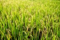 Close-up of yellow ear of rice in green rice paddy in rainy season. Royalty Free Stock Photo