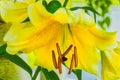 Close Up Of Yellow Easter Lily