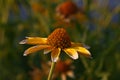 Close up yellow Echinacea flowers in sunset light