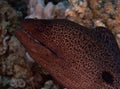 Close-up of a yellow-edged moray (Gymnothorax flavimarginatus) swimming amongst coral