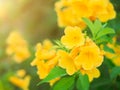 Close-up Yellow elder or Trumpetbush (Tecoma stans) flowers. Royalty Free Stock Photo