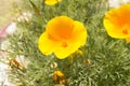 close up: yellow eschscholzia flowers