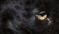 Close-up on the yellow eye of a black leopard, big cat Royalty Free Stock Photo