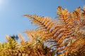 Close up of yellow fern plant in a dark forest in autumn with a black background