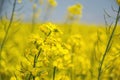 Close up of yellow field flowering oilseed on springtime Brassica napus, Blooming canola, bright rapeseed plant landscape