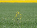 Yellow field with oil seed rape, in early spring