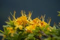 Close up yellow Flame Azalea with a blue background. Royalty Free Stock Photo