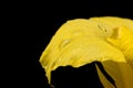 Close up yellow flower Royalty Free Stock Photo