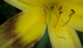 Close-up of yellow flower