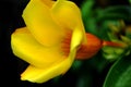 Close up of yellow flower Allamanda cathartica in green background Royalty Free Stock Photo