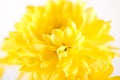 Close up of yellow flower aster Royalty Free Stock Photo