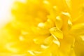Close up of yellow flower aster Royalty Free Stock Photo