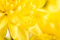 Close up of yellow flower aster Royalty Free Stock Photo