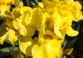 Close-up of a yellow flower of bearded iris Iris germanica. Fl