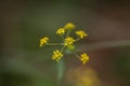 a close up of a yellow flower with blurry background of leaves and stems in the foreground