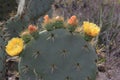 Close up yellow flower on cactus and thorns in Hidalgo Mexico Royalty Free Stock Photo